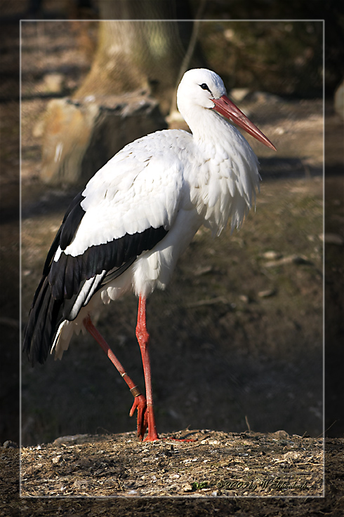 Storch