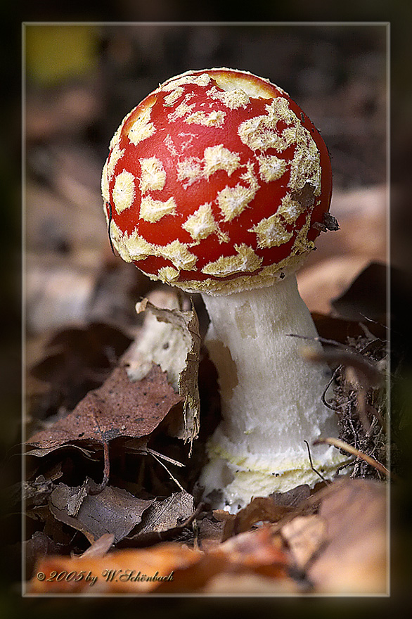 Mini-Fliegenpilz...