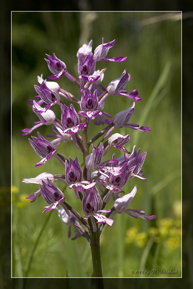 Orchis militaris