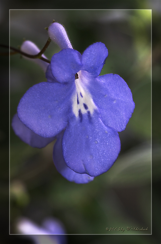 Streptocarpus (Hybride) 1