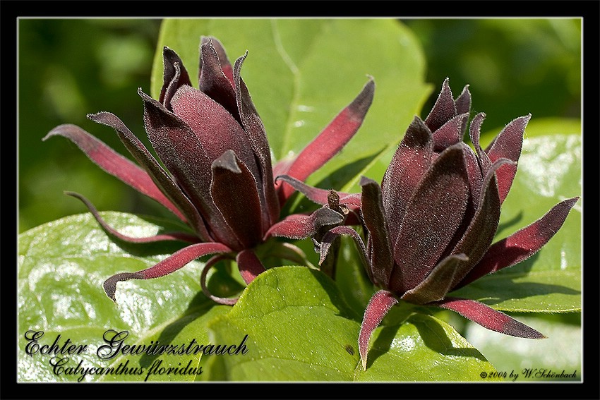 Calycanthus floridus - echter Gewrzstrauch