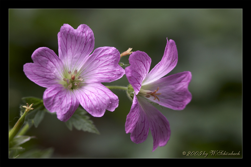 Geranium sanguineum 2