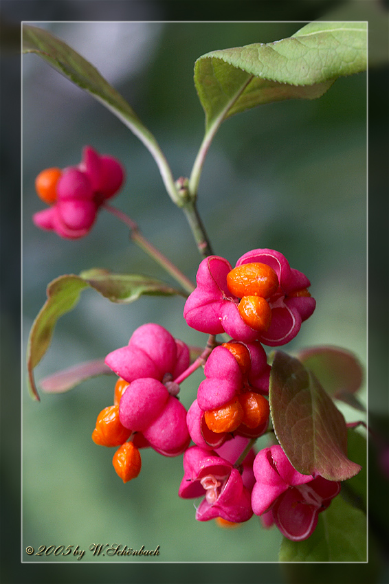 Euonymus europaeus