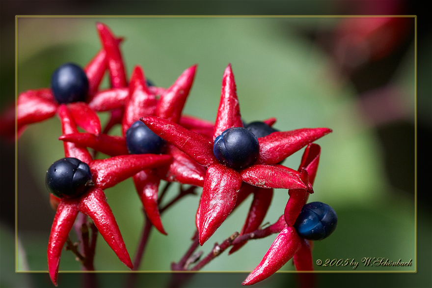 Clerodendron trichotomum