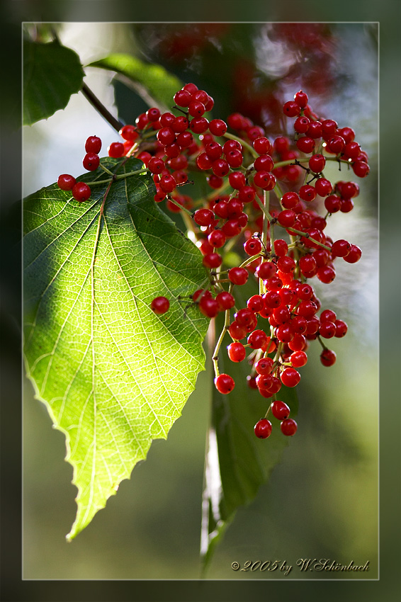 Viburnum opulus