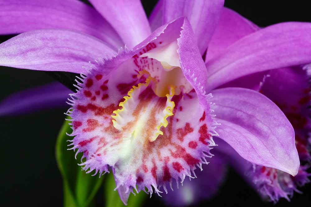 Pleione grex. 'Tongariro' - Tibetorchidee