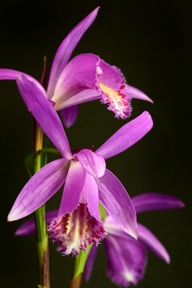 Pleione grex. 'Tongariro' - Tibetorchidee