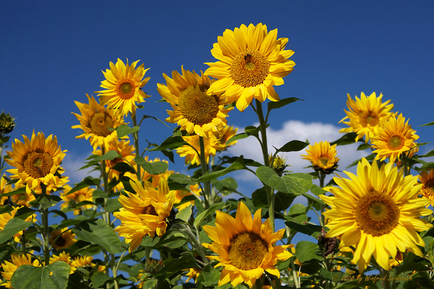 Sonnenblumen (1)