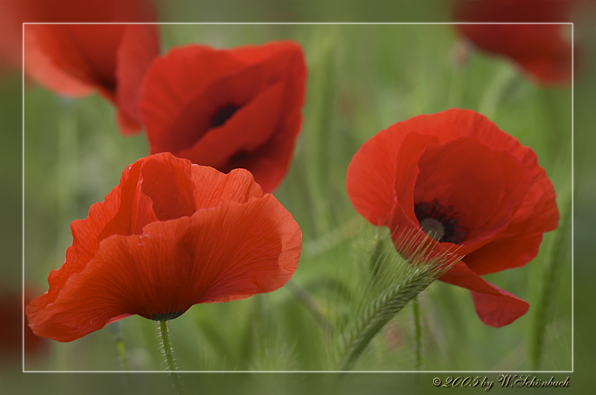 Mohn