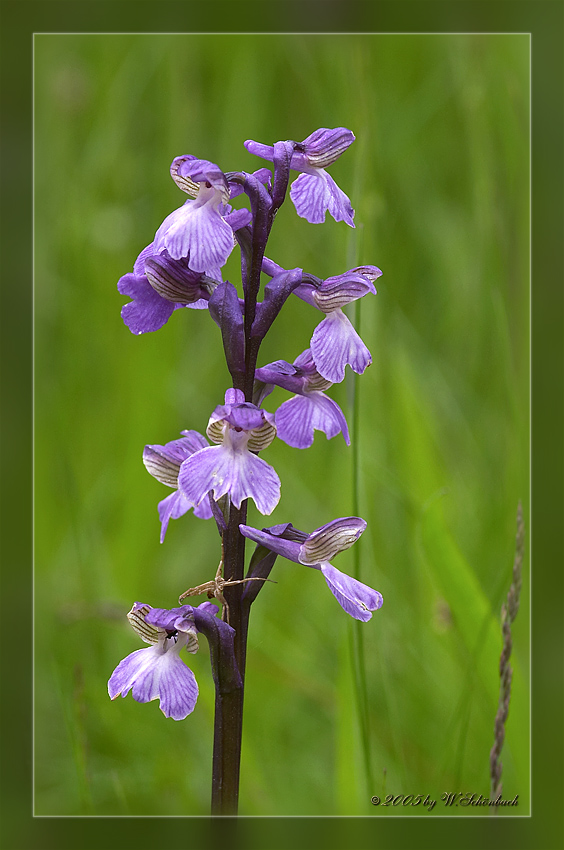 Orchis morio  (Nahaufnahme der Blte)