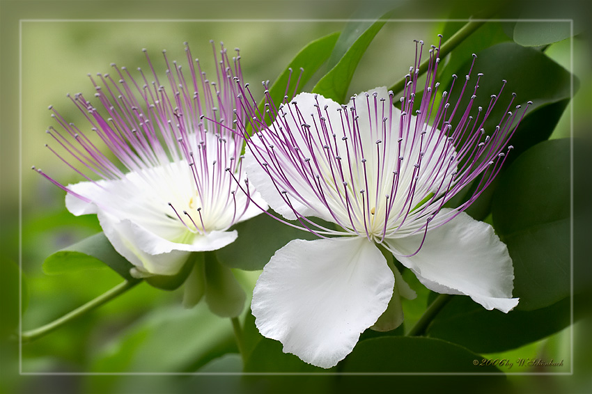 Echter Kapernstrauch (Capparis spinosa)