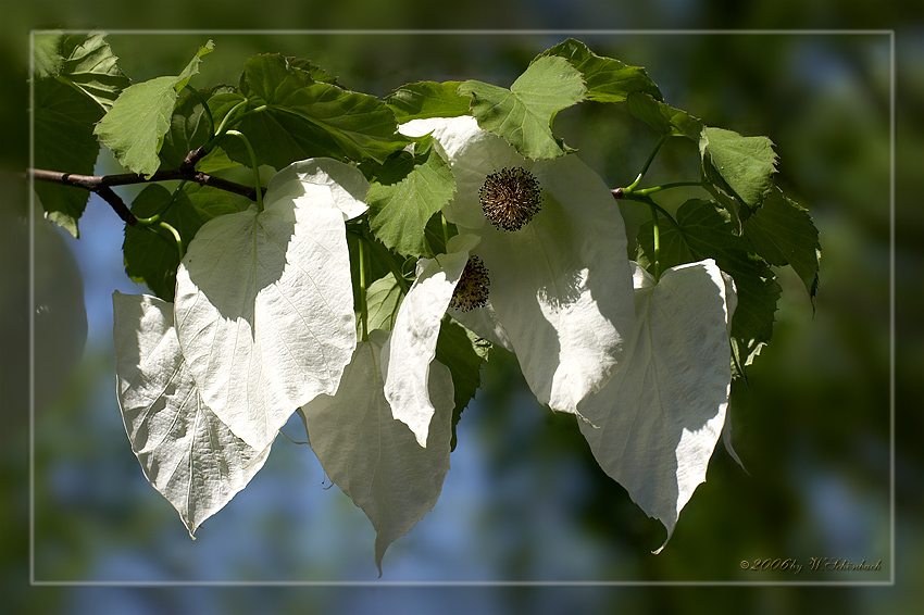 Blten des Taschentuchbaum