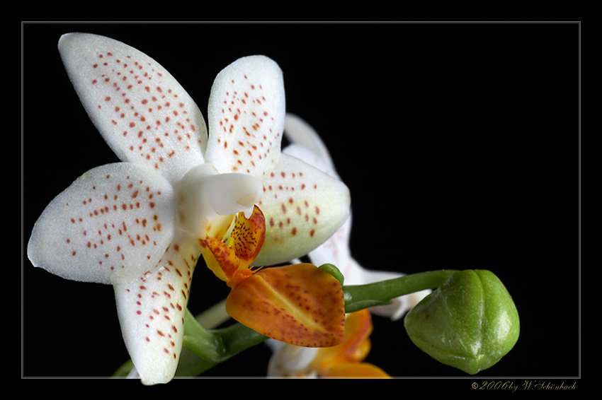 Phalaenopsis - Orchidee