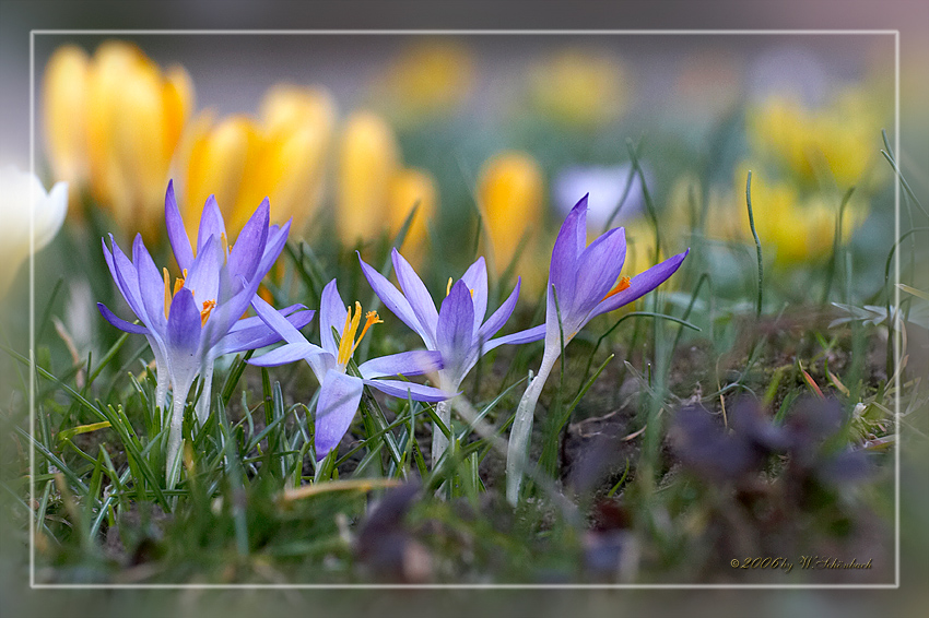 Die ersten Krokus blhen...