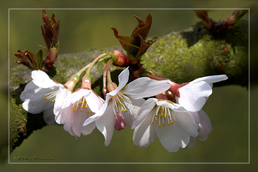 endlich Frhling...