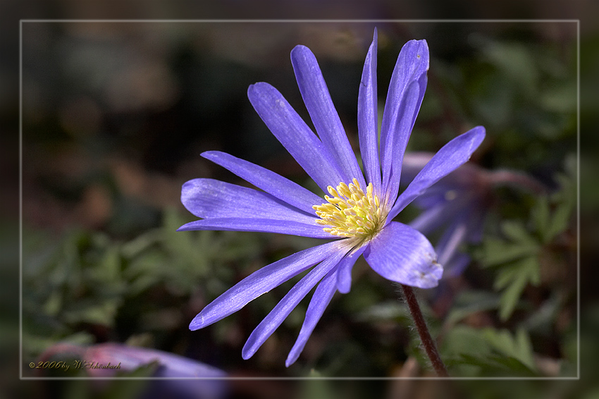 blaue Anemonenblte...