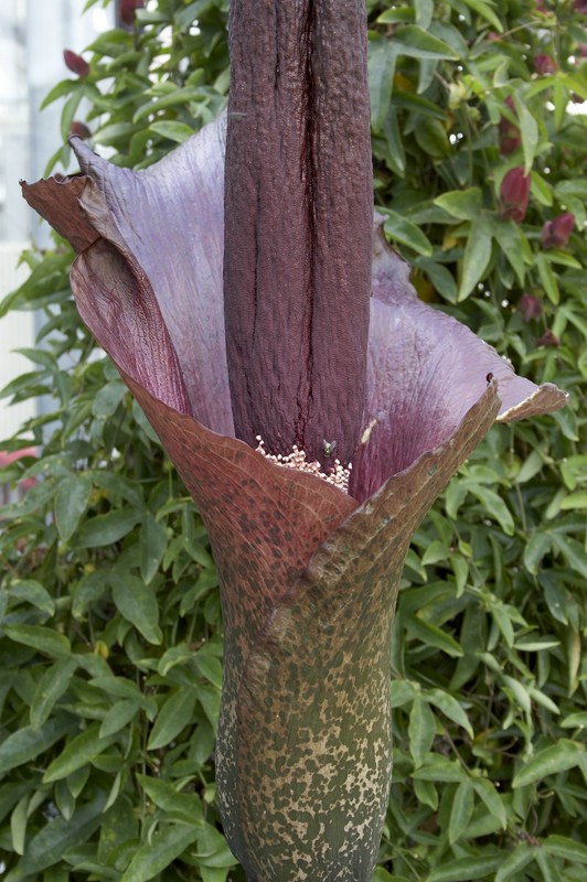 Titanwurz ( Amorphophallus konjac )