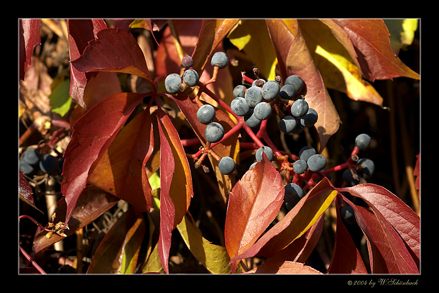 Herbstleuchten