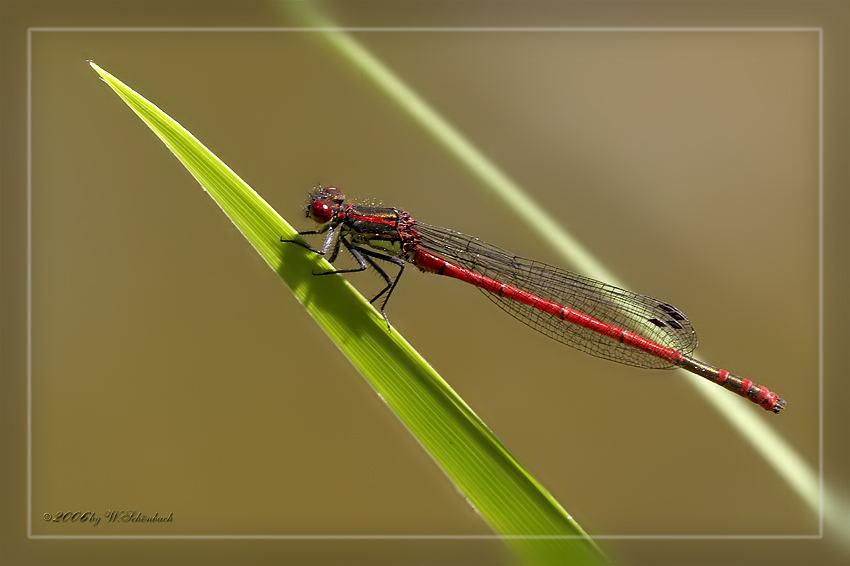 Frhe Adonislibelle (Pyrrhosoma nymphula)