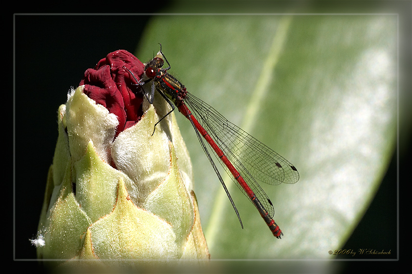 Frhe Adonislibelle (Pyrrhosoma nymphula)