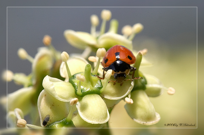 Marienkfer auf Euonymusblte