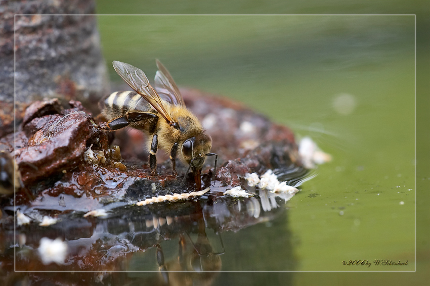 Biene bei der Wasseraufnahme