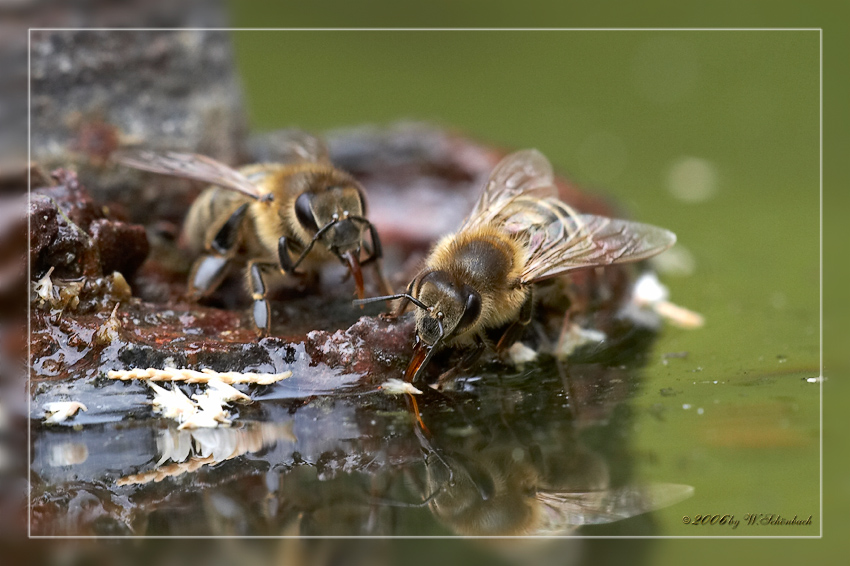 Bienen bei der Wasseraufnahme