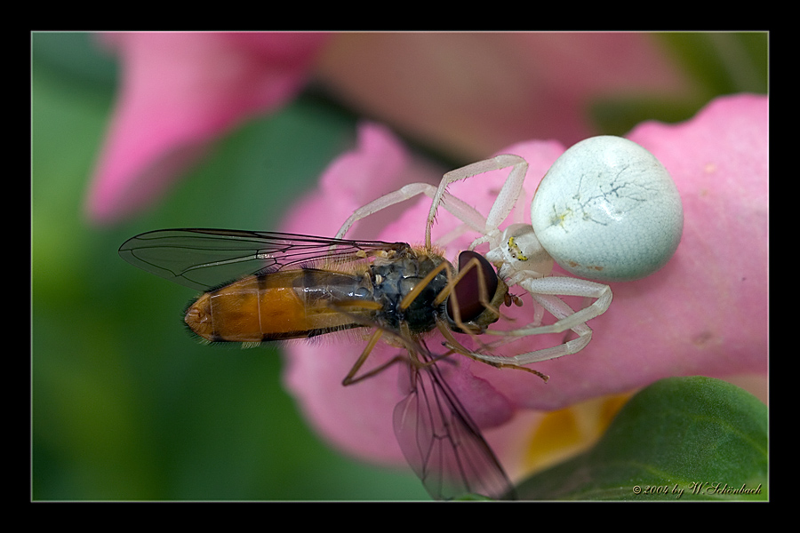 Krabbenspinne mit Beute