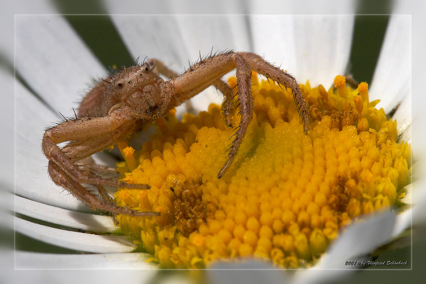 Krabbenspinne in Lauerstellung