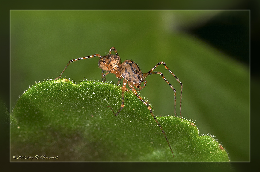 Mini-Spinne, mal ganz nah..