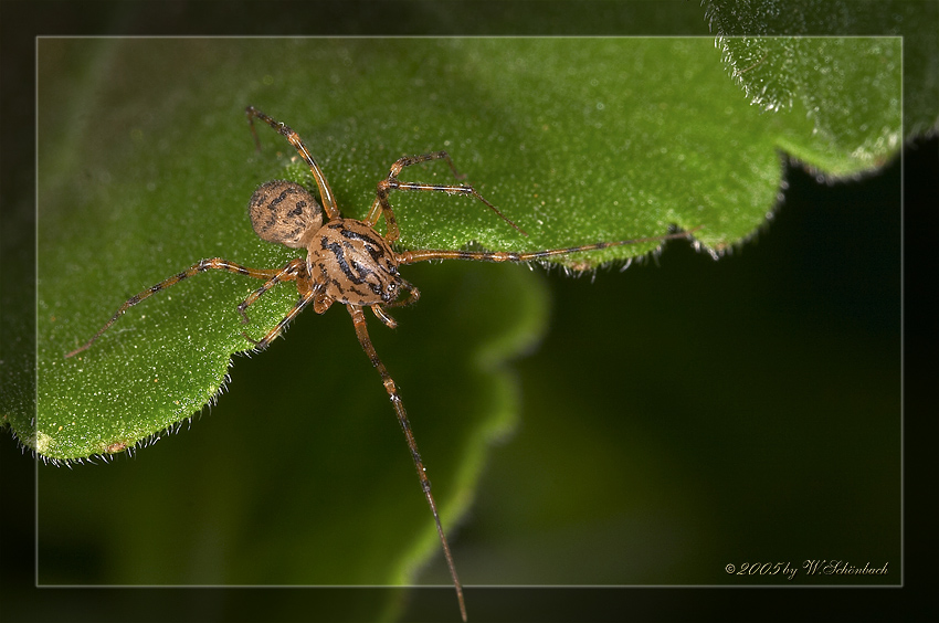 Mini-Spinne, mal ganz nah..