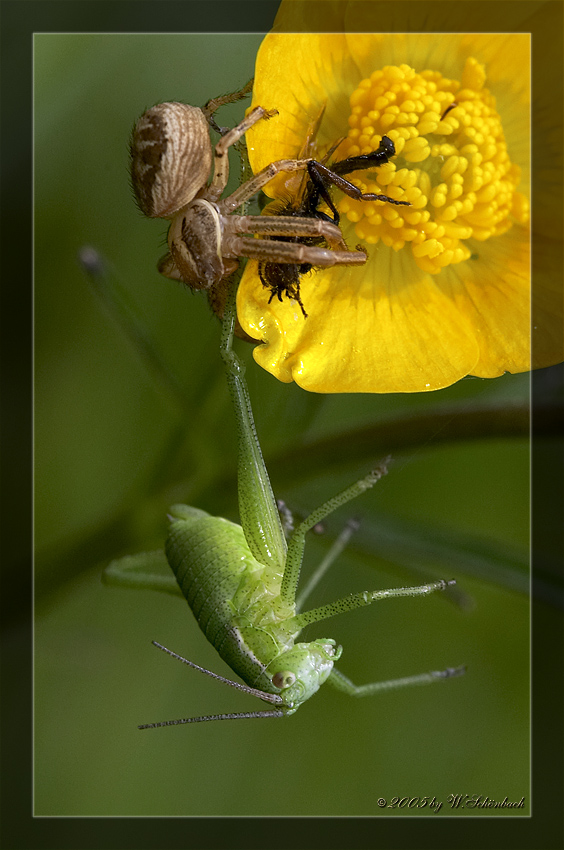 Krabbenspinne bei der Jagd