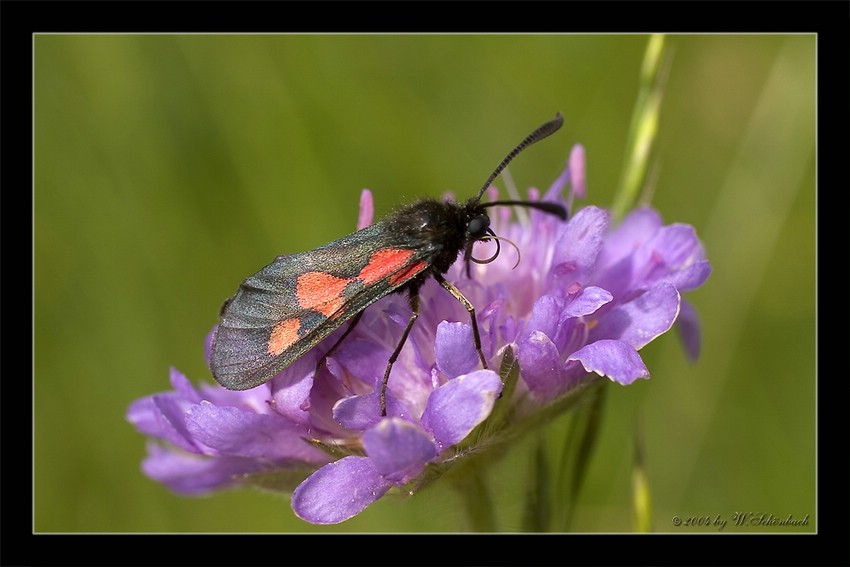 Vernderliches Widderchen