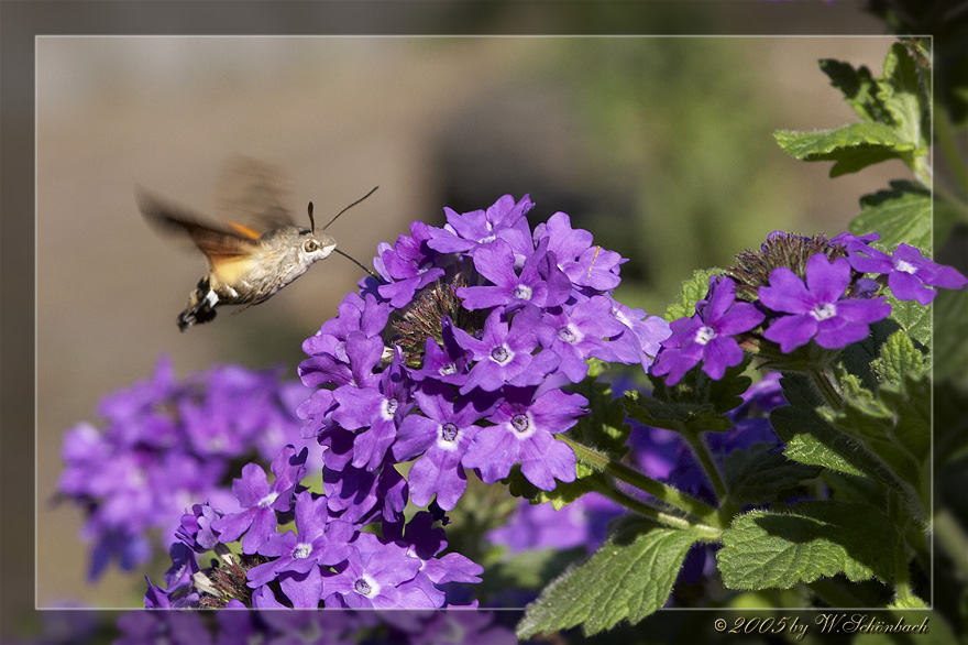 Macroglossum stellatarum