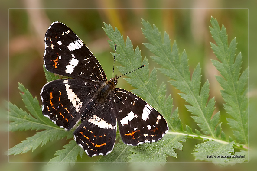 Landkrtchen (Araschnia levana) - Sommerform