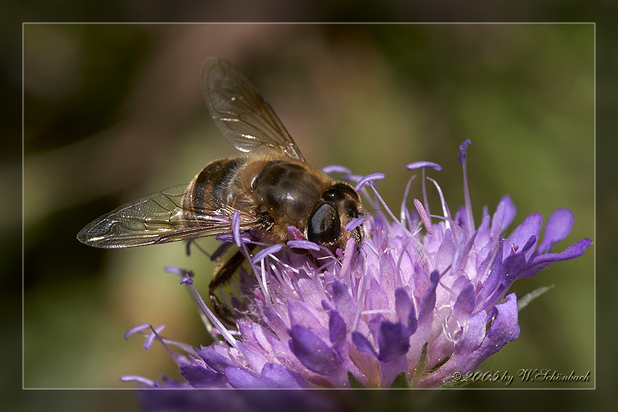 Eristalis_interrupta