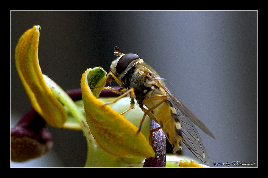 Schwebfliege auf Passionsblume