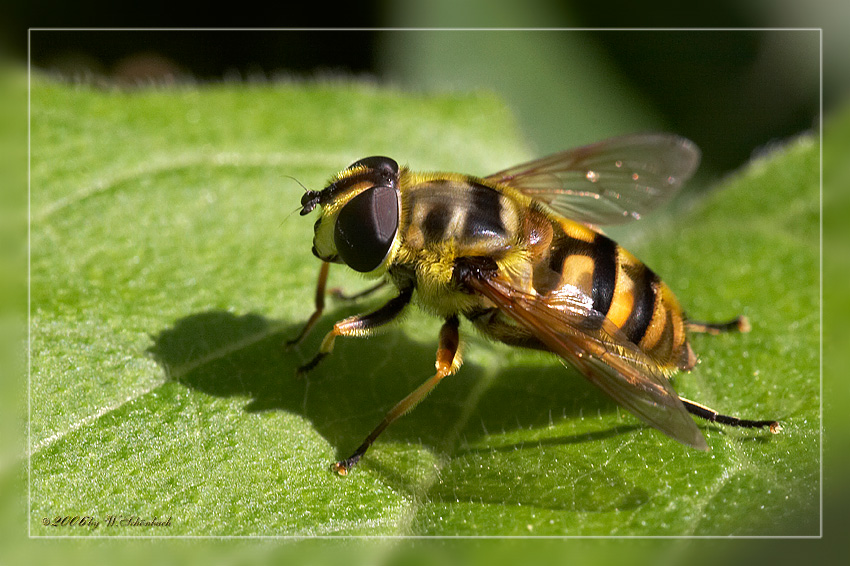 Schwebfliege beim Sonnenbad