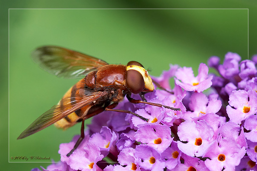 Groe Waldschwebfliege