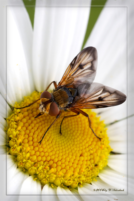 Breitflglige Raupenfliege