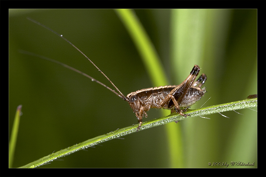 Grashpfer im Morgentau