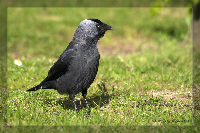 Corvus monedula