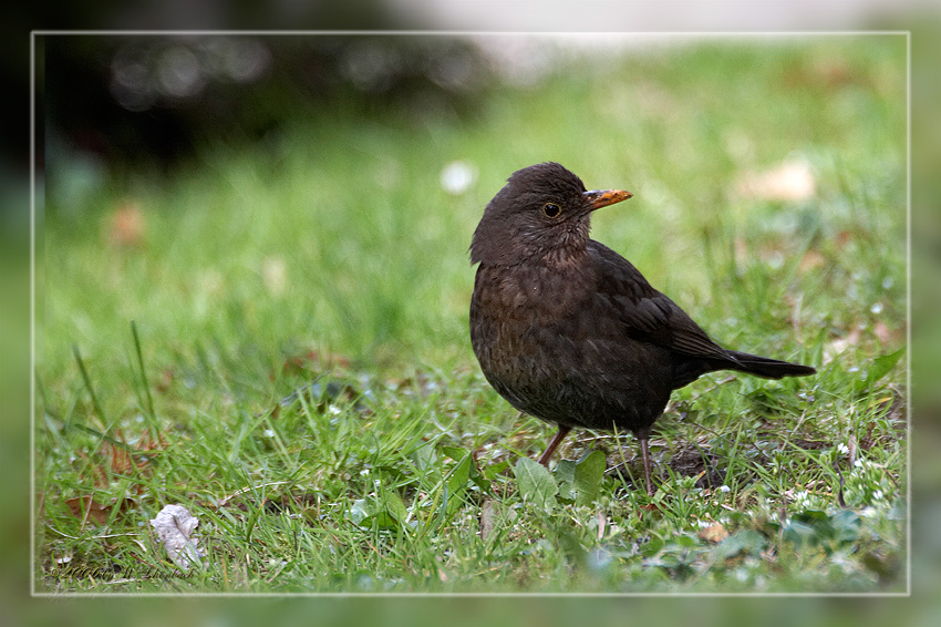 Amsel auf Futtersuche