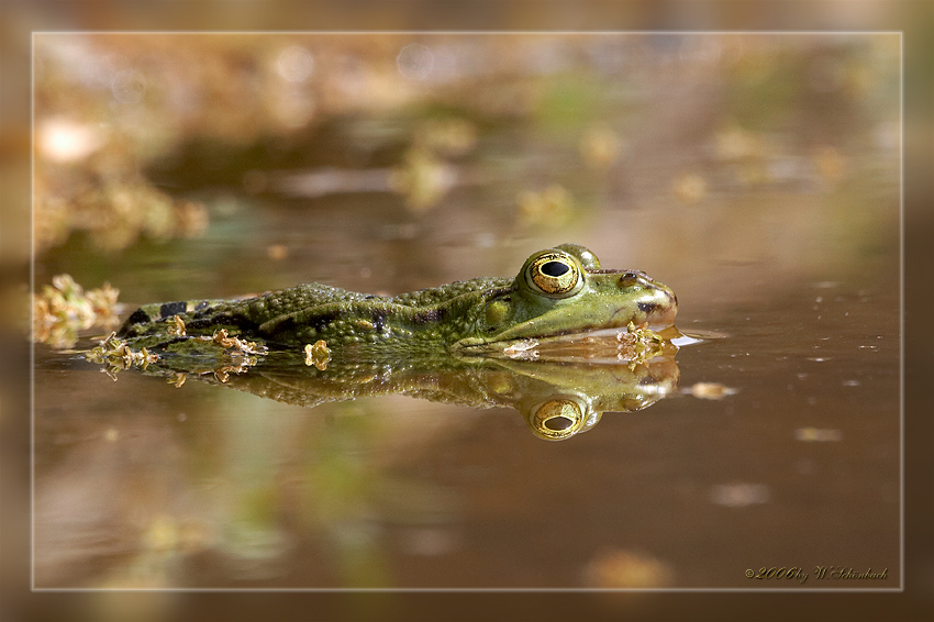 Frosch beim Sonnenbad...