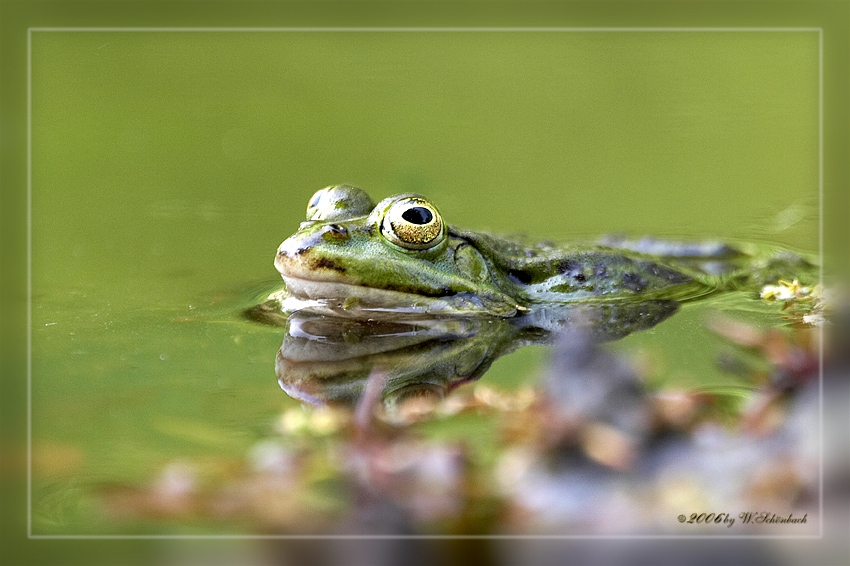 Frosch ...