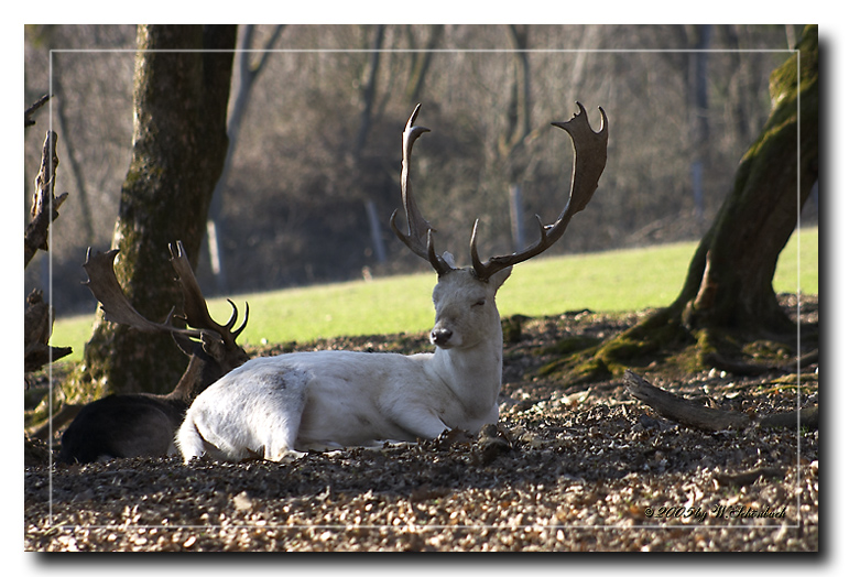 Weier Dammhirsch