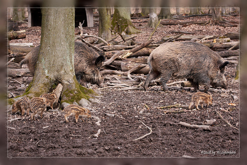 Wildschweine mit Nachwuchs