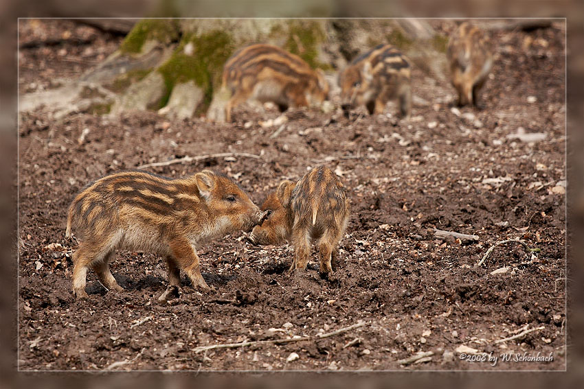 Wildschwein-Ferkel