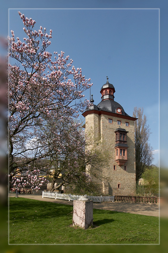 Magnolienblte auf Schlo Vollrads