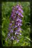 Orchis militaris